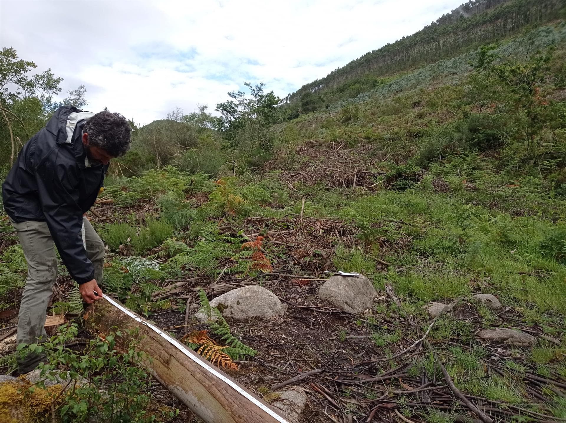 Comprobación de daños en montes